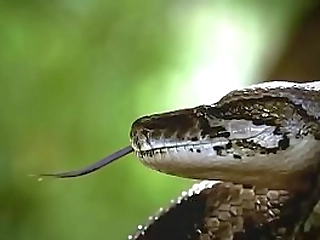 huge dick shemale fucks with naughty guy and girlfriend