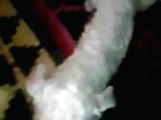 tgirl leticia s deep dildo anal by the pool