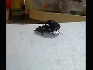 hot petite latina shemale strips sexy fishnets and pleasures massive cock!