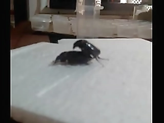 big tits tgirl rayssa playing with her dick and ass