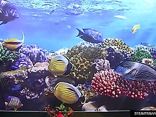 insatiable tgirl marcelle herrera stuffs a giant dildo up her ass